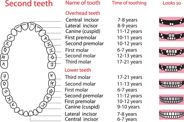 Druhé zuby — Stockový vektor