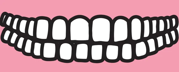 Ilustración de los 32 dientes permanentes — Vector de stock