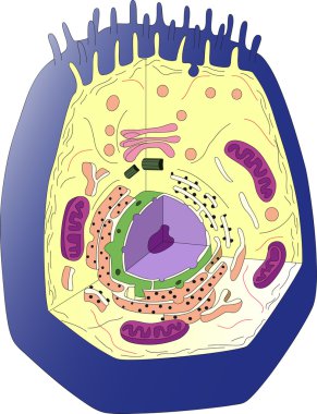 Anatomy of an animal cell. Section clipart