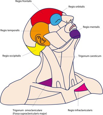 The areas of the human head and neck. Color clipart