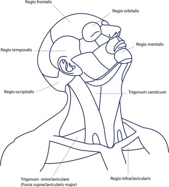 The areas of the human head and neck clipart