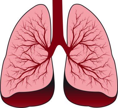 insan akciğer