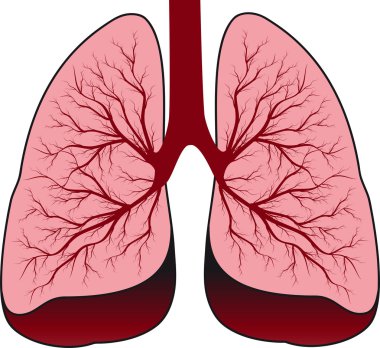 Human lungs clipart