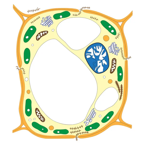 植物の細胞 — ストックベクタ