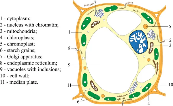 Cellule végétale — Image vectorielle