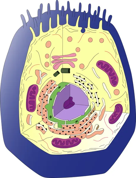 Anatomía de una célula animal. Sección — Vector de stock