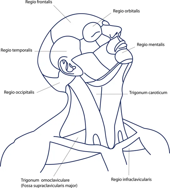 Die Bereiche des menschlichen Kopfes und Halses — Stockvektor