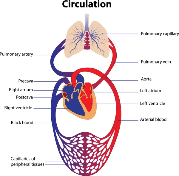 Sistema circulatorio — Vector de stock