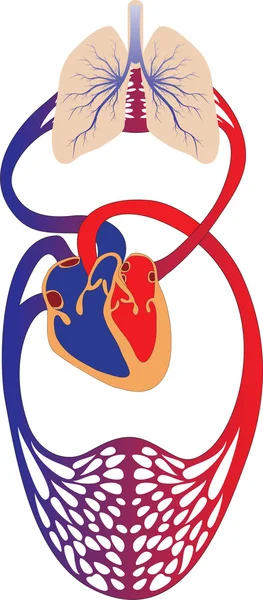 Sistema circulatorio humano — Vector de stock