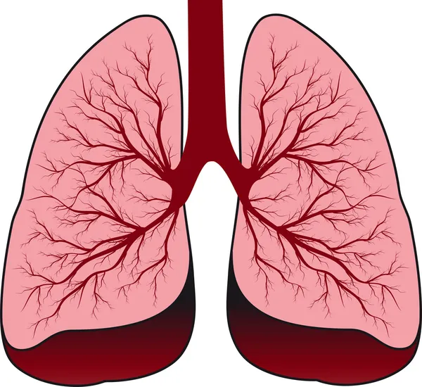 人类的肺 — 图库矢量图片