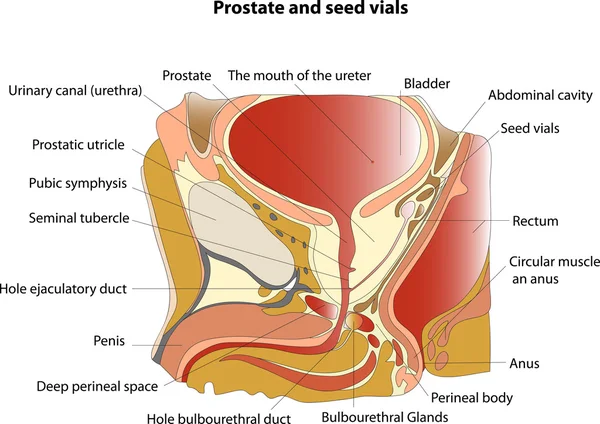Prostate et vésicules séminales. Affiche pédagogique — Image vectorielle