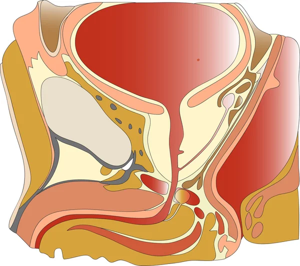 Простата и семенные везикулы — стоковый вектор
