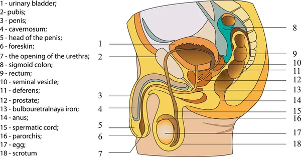 Système reproducteur masculin — Image vectorielle