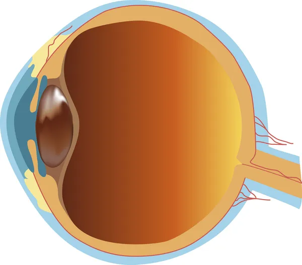 Struktura lidského oka (oddíl) — Stockový vektor
