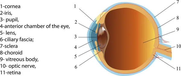 Struttura dell'occhio umano (sezione ) — Vettoriale Stock