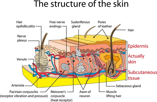 Поперечное сечение кожи — стоковый вектор