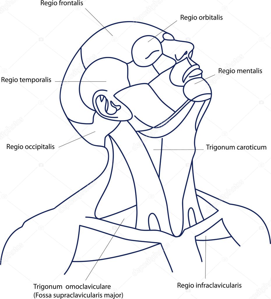 The areas of the human head and neck