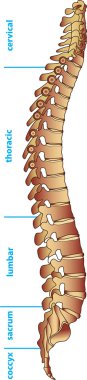 Divisions of the human spine clipart