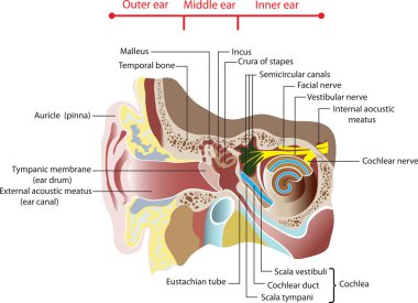 Anatomy of the human ear. Poster clipart