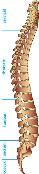 Divisiones de la columna vertebral humana — Archivo Imágenes Vectoriales