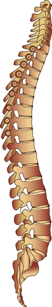 Iilustrazione della colonna vertebrale umana — Vettoriale Stock