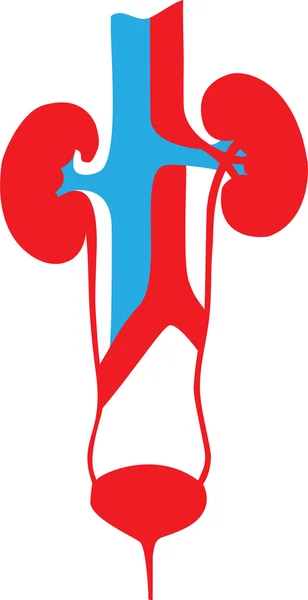 Kidneys1 — Stockvector