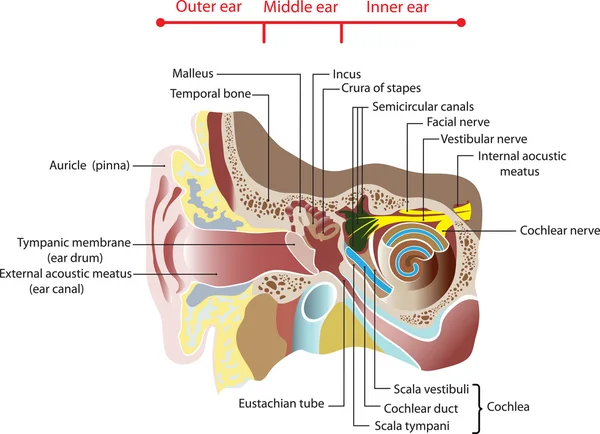 Анатомия человеческого уха. Плакат — стоковый вектор