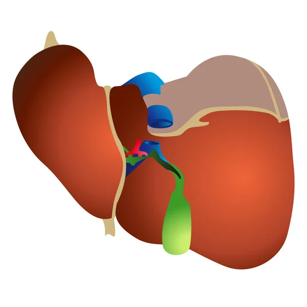 Ilustração da anatomia de um fígado humano . — Vetor de Stock