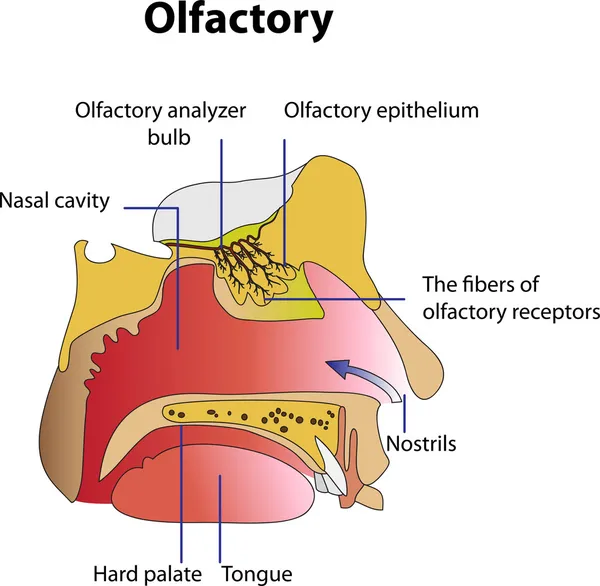 Olfactory — Stockový vektor