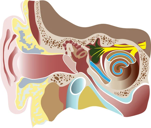 Vector illustration of human ear. Section — Stock Vector