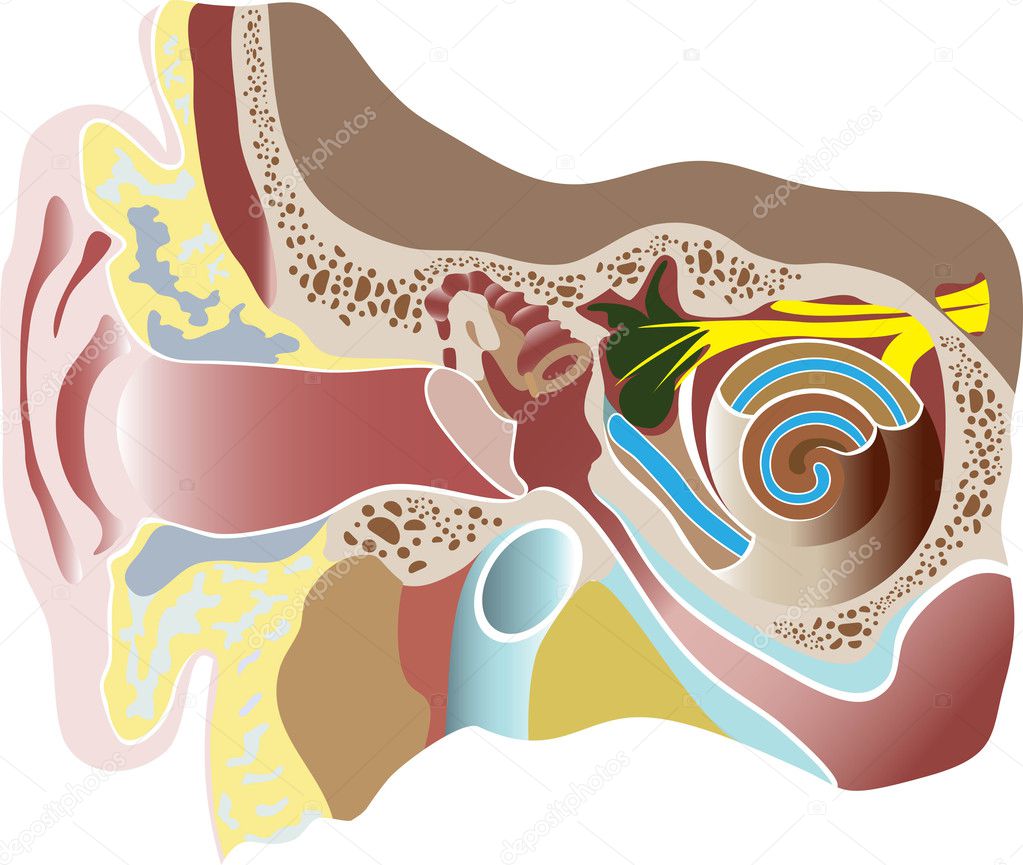 Vector illustration of human ear. Section