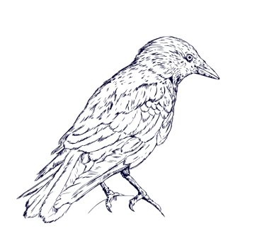 Crow sketch clipart