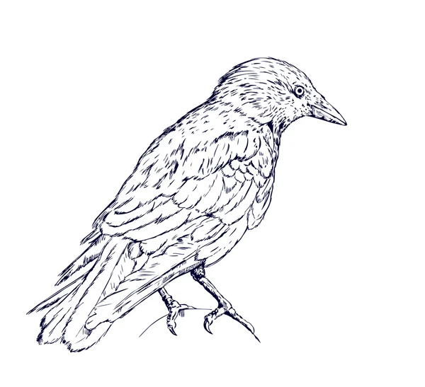 Crow sketch — Stock Vector