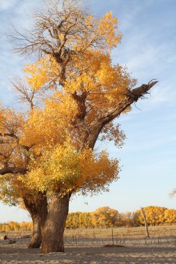 Diversifolious Poplar in the northwest desert in China clipart