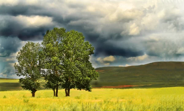 厚い雲の下の平野で木の写真 — ストック写真