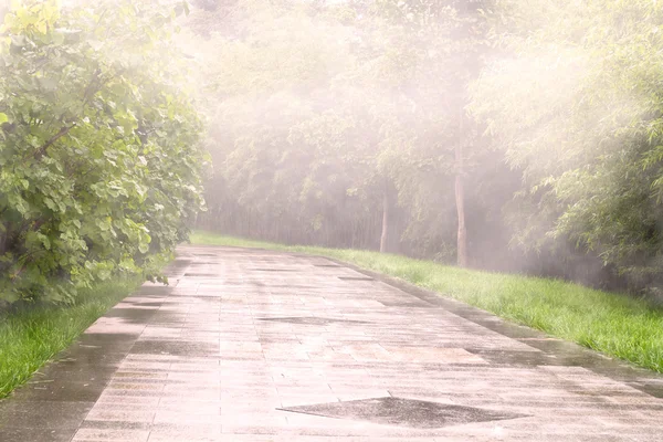 Photo of foggy path in the park — Stock Photo, Image