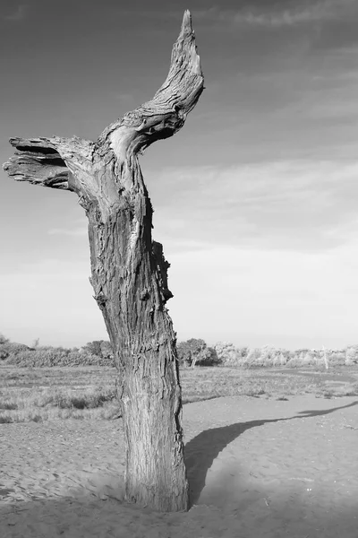 stock image Dead tree against desert