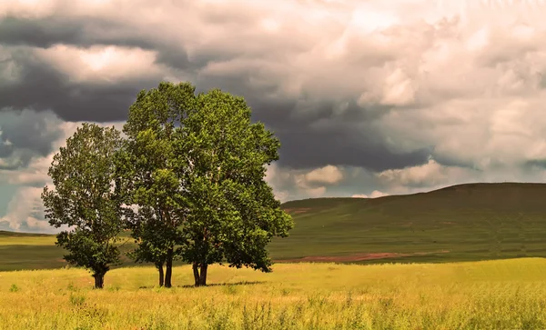 Foto de árboles en una llanura bajo las densas nubes — Foto de Stock