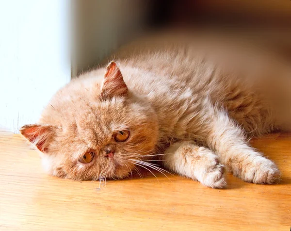 Pobre gato tendido en el suelo — Foto de Stock