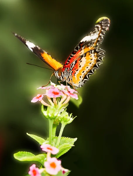 Motyl i kwiaty Zdjęcia Stockowe bez tantiem
