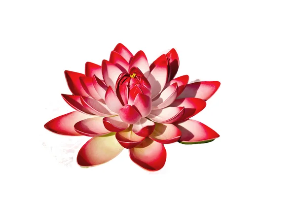 Geïsoleerde bloeiende lotus Rechtenvrije Stockafbeeldingen