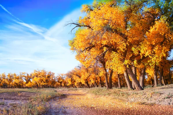 紅葉の森の風景写真 — ストック写真