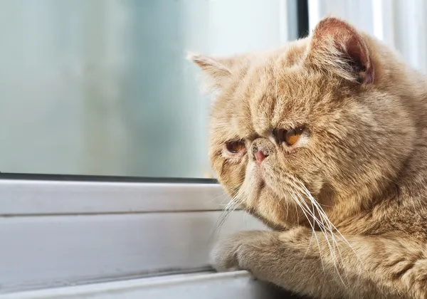 窓から外を見て公認会計士猫 — ストック写真