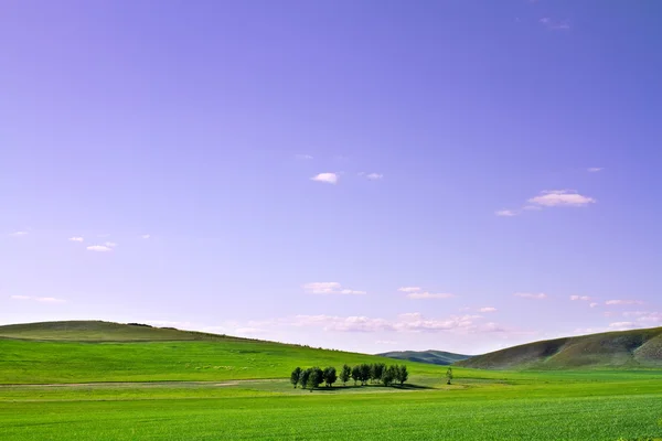 Çiftlik çimen düz mavi gökyüzü altında — Stok fotoğraf