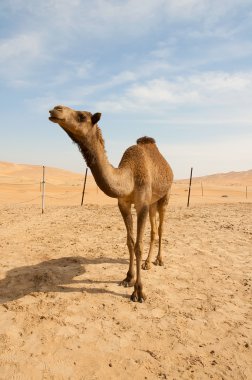 Camel in the desert clipart