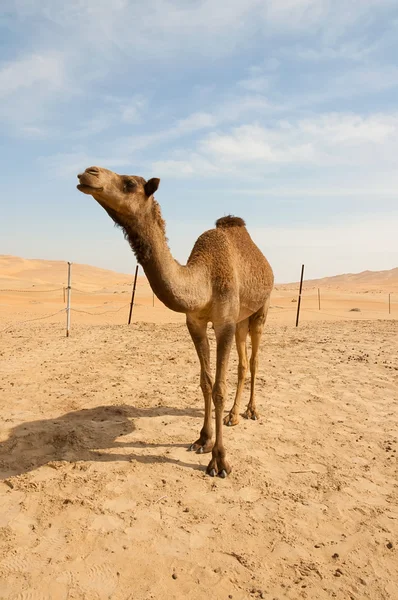 stock image Camel in the desert