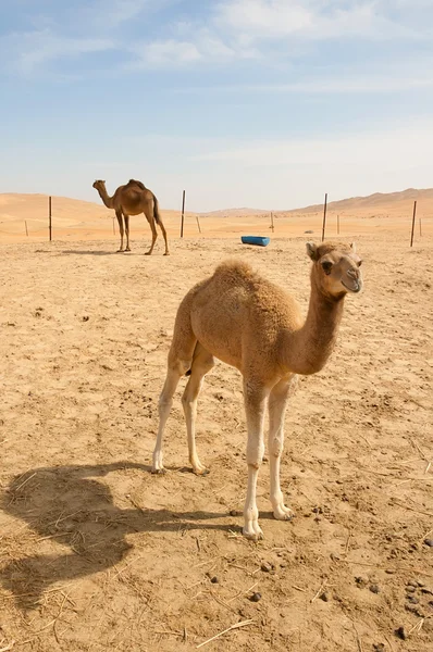 사막에 사는 낙타 스톡 사진