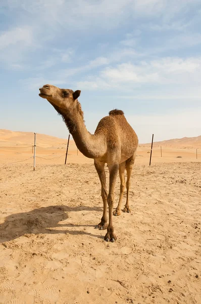 사막의 낙타 스톡 사진