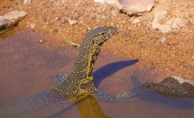 Güney Afrika'da su dragon