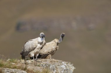 cape griffon veya cape akbaba